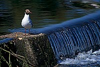 Gull (Black-headed) (Larus ridibundus) - Mouette rieuse 11995