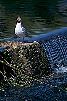 Gull (Black-headed) (Larus ridibundus) - Mouette rieuse 11996