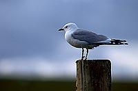 Gull (Common) in flight (Larus canus) - Goéland cendré 11788
