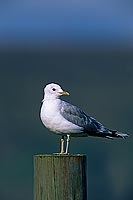 Gull (Common)(Larus canus) - Goéland cendré 11792