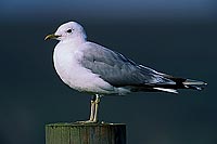 Gull (Common) (Larus canus) - Goéland cendré 11791