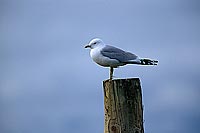 Gull (Common) (Larus canus) - Goéland cendré 11789