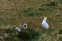 Gull (Common) (Larus canus) - Goéland cendré 11793