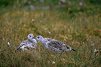 Gull (Common) (Larus canus) - Goéland cendré 11796