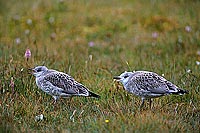 Gull (Common) (Larus canus) - Goéland cendré 11797