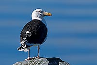 Gull (Great Black-backed Gull) (Larus marinus) - Goéland marin 11800 Gull (Great Black-backed Gull) (Larus marinus) - Goéland marin 11800