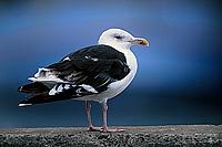 Gull (Great Black-backed Gull) (Larus marinus) - Goéland marin 1