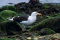 Gull (Great Black-backed Gull) (Larus marinus) - Goéland marin 1