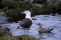 Gull (Great Black-backed Gull) (Larus marinus) - Goéland marin 1