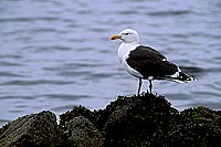 Gull (Great Black-backed Gull) (Larus marinus) - Goéland marin 1