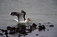 Gull (Great Black-backed Gull) (Larus marinus) - Goéland marin 1