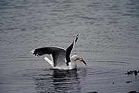 Gull (Great Black-backed Gull) (Larus marinus) - Goéland marin 1