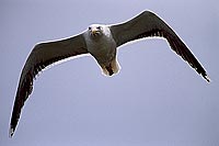 Gull (Great Black-backed Gull) (Larus marinus) - Goéland marin 1