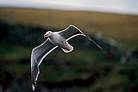 Gull (Great Black-backed Gull) (Larus marinus) - Goéland marin 1