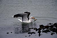 Gull (Great Black-backed Gull) (Larus marinus) - GoÃ©land marin 1