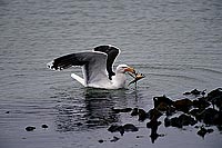 Gull (Great Black-backed Gull) (Larus marinus) - Goéland marin 1