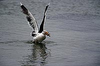 Gull (Great Black-backed Gull) (Larus marinus) - Goéland marin 1