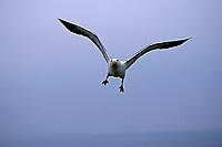 Gull (Great Black-backed Gull) (Larus marinus) - Goéland marin 11818