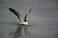 Gull (Great Black-backed Gull) (Larus marinus) - Goéland marin 11814