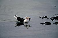 Gull (Great Black-backed Gull) (Larus marinus) - Goéland marin 11815