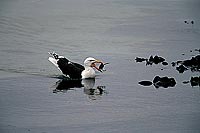 Gull (Great Black-backed Gull) (Larus marinus) - Goéland marin 11815 Gull (Great Black-backed Gull) (Larus marinus) - Goéland marin 11815