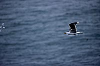 Gull (Great Black-backed Gull) (Larus marinus) - Goéland marin 11820