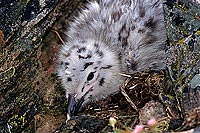 Gull (Great Black-backed Gull) (Larus marinus) - Goéland marin 11821