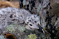 Gull (Great Black-backed Gull) (Larus marinus) - Goéland marin 11824