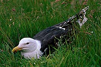 Gull (Great Black-backed Gull) (Larus marinus) - Goéland marin 11830