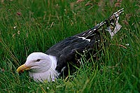 Gull (Great Black-backed Gull) (Larus marinus) - Goéland marin 11830 Gull (Great Black-backed Gull) (Larus marinus) - Goéland marin 11830