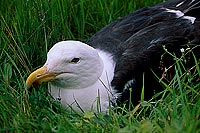 Gull (Great Black-backed Gull) (Larus marinus) - Goéland marin 11839
