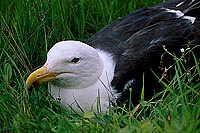 Gull (Great Black-backed Gull) (Larus marinus) - Goéland marin 11839 Gull (Great Black-backed Gull) (Larus marinus) - Goéland marin 11839