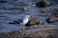 Gull (Great Black-backed Gull) (Larus marinus) - Goéland marin 11844