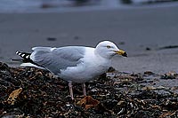 Gull (Herring) (Larus argentatus argenteus) - Goéland argenté 11891
