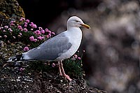 Gull (Herring) (Larus argentatus argenteus) - Goéland argenté 11893