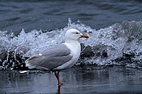 Gull (Herring) (Larus argentatus argenteus) - Goéland argenté 11896