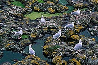 Gull (Herring) (Larus argentatus argenteus) - Goéland argenté 11897