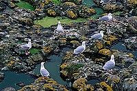 Gull (Herring) (Larus argentatus argenteus) - Goéland argenté 11897 Gull (Herring) (Larus argentatus argenteus) - Goéland argenté 11897