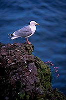 Gull (Herring) (Larus argentatus argenteus) - Goéland argenté 11901