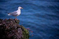 Gull (Herring) (Larus argentatus argenteus) - Goéland argenté 11903