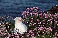 Gull (Herring) (Larus argentatus argenteus) - Goéland argenté 11905