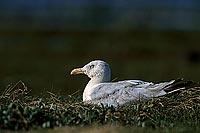 Gull (Herring) (Larus argentatus argenteus) - Goéland argenté 11907