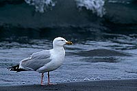 Gull (Herring) (Larus argentatus argenteus) - Goéland argenté 11908