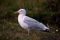 Gull (Herring) (Larus argentatus argenteus) - Goéland argenté 11909