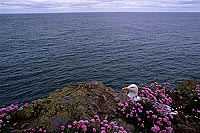 Gull (Herring) (Larus argentatus argenteus) - Goéland argenté 11912