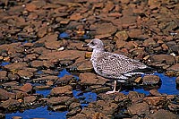 Gull (Herring) (Larus argentatus argenteus) - Goéland argenté 11913