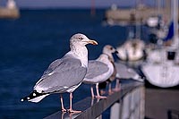 Gull (Herring) (Larus argentatus argenteus) - Goéland argenté 11934