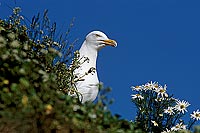 Gull (Herring) (Larus argentatus argentatus) - Goéland argenté 11917