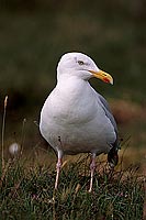 Gull (Herring) (Larus argentatus argenteus) - Goéland argenté 11915