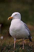 Gull (Herring) (Larus argentatus argenteus) - Goéland argenté 11916